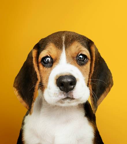 Adorable puppy solo