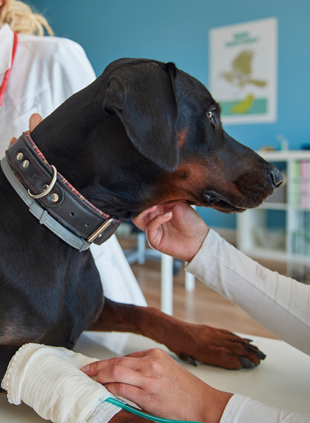 black dog with vet