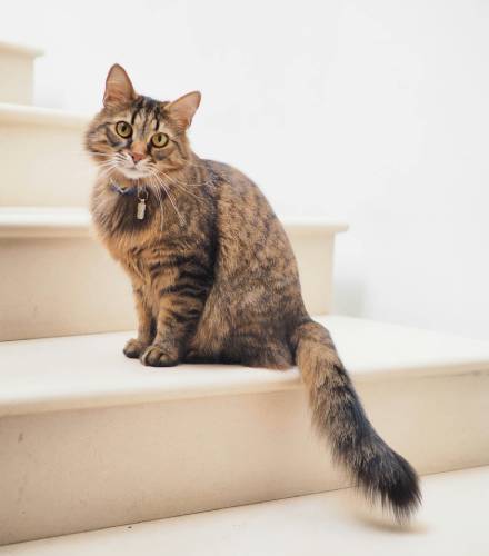 brown cat on white stairs