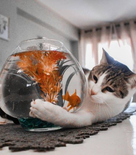 Cat playing with fish
