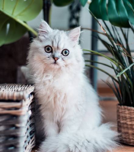 cat sitting on brown wooden surface