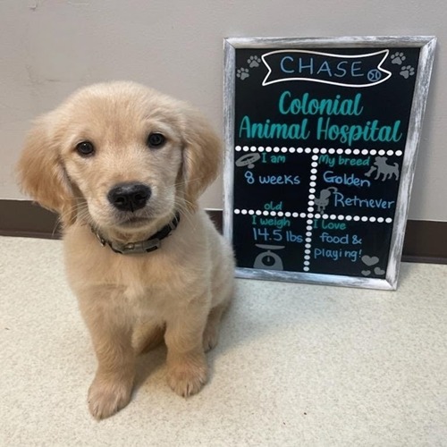 chase in clinic
