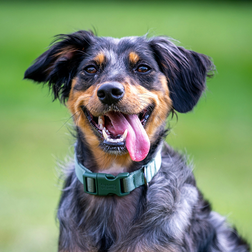 cute dog