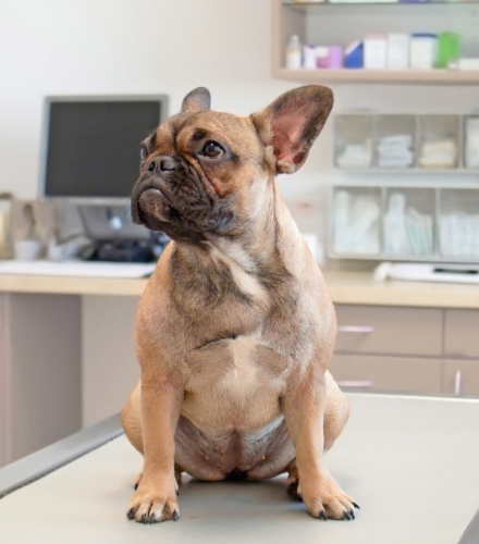 dog at the vet