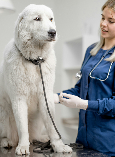 dog being checked