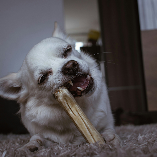dog bitting