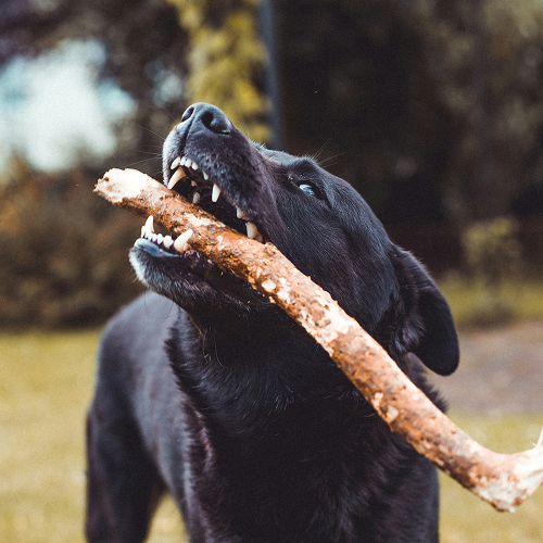 dog chewing log