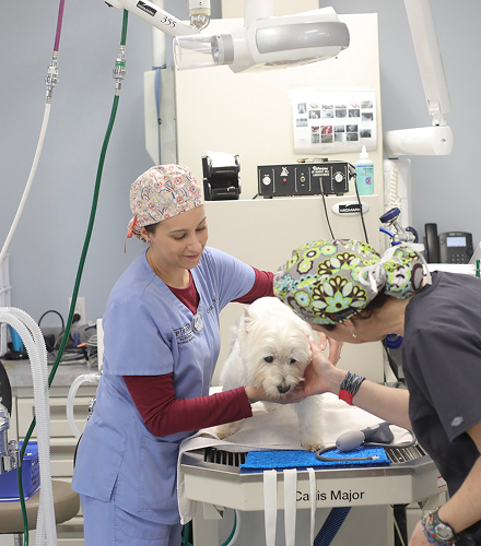 dog in OT