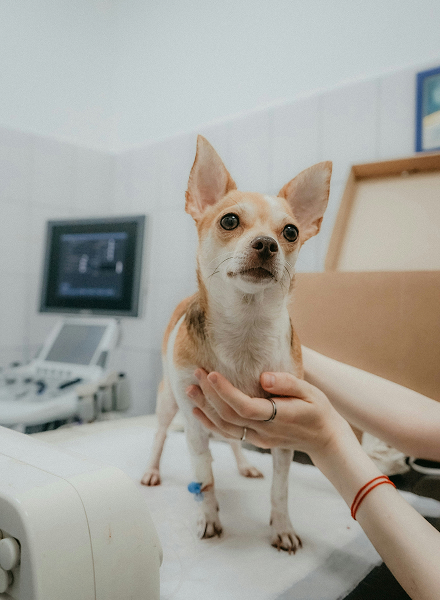 dog in clinic