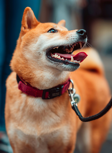 dog with red collar