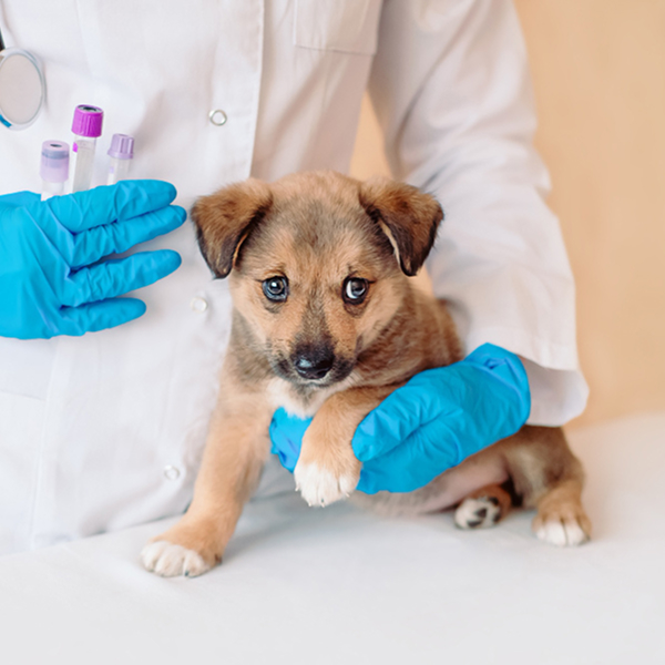 dog with vet