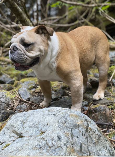 Happy Dog