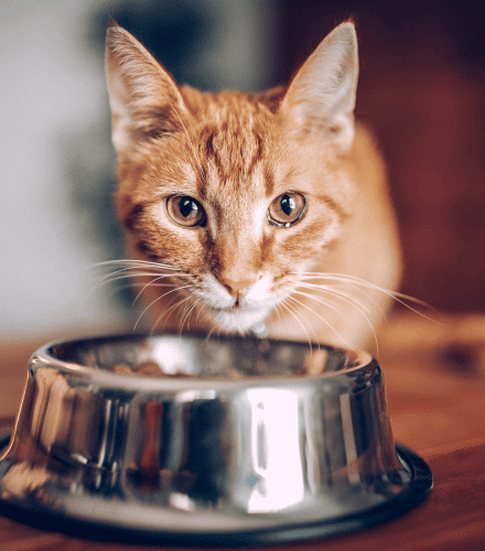 cat eating from a metal bowl