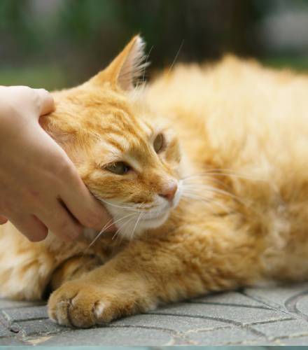 orange-cat-on-the-ground