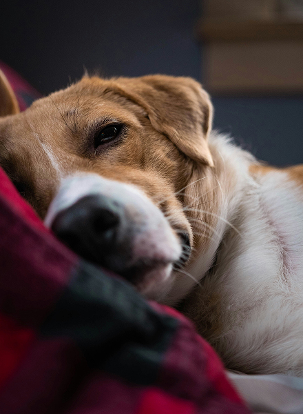 sleepy dog