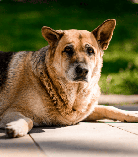 senior german shepherd laying down