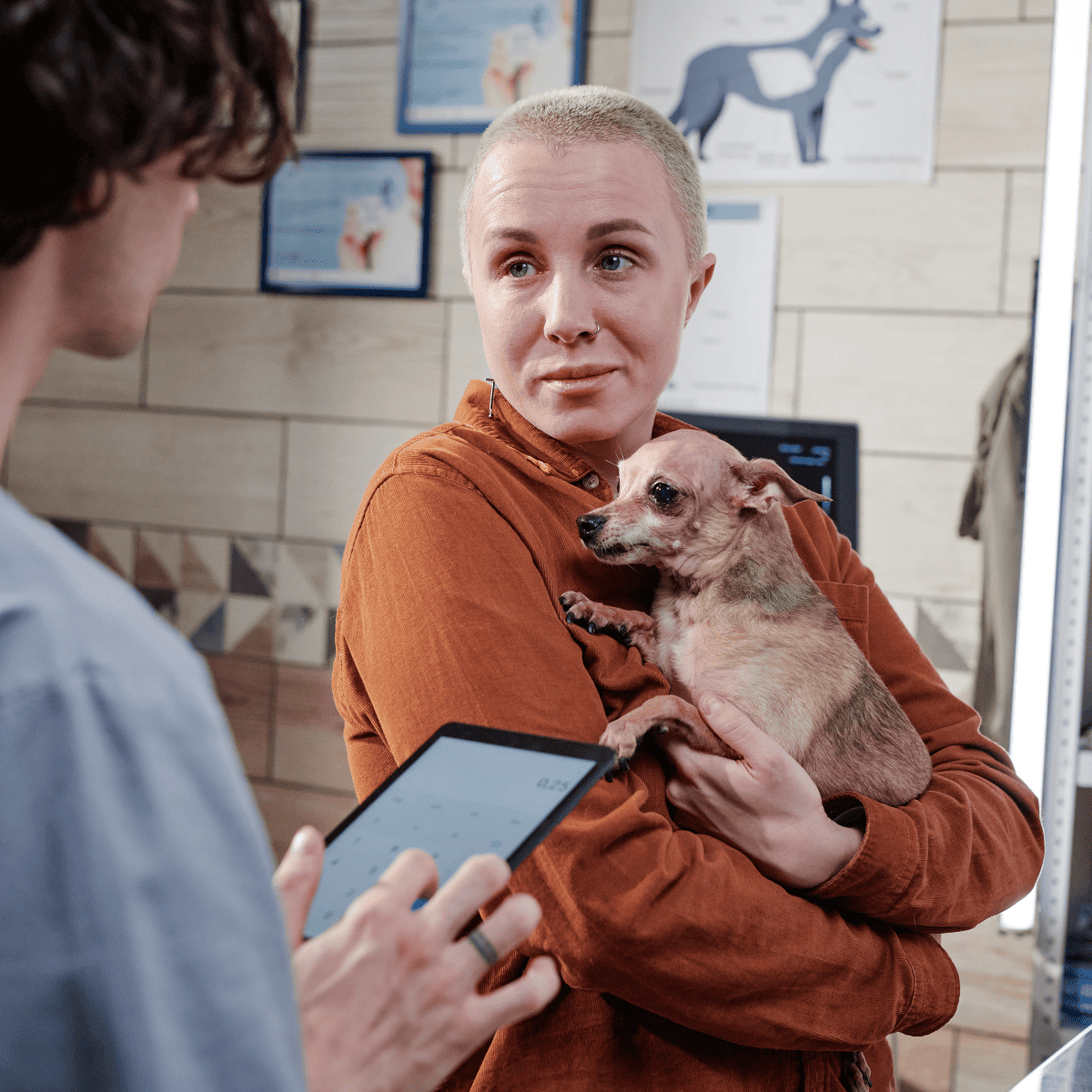 vet checking dog