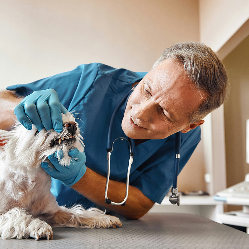 vet checking dog