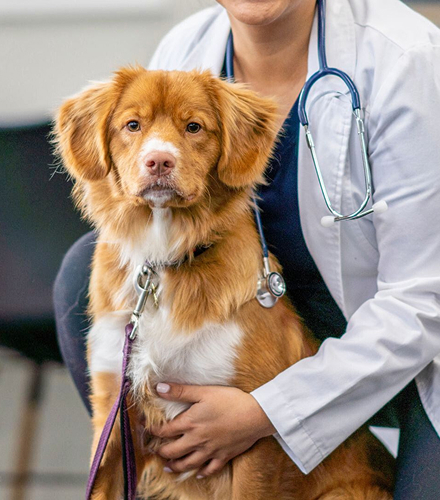 vet holding dog