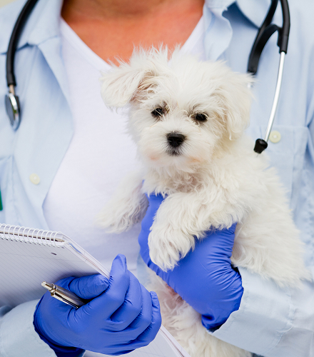 vet holding puppy in hand
