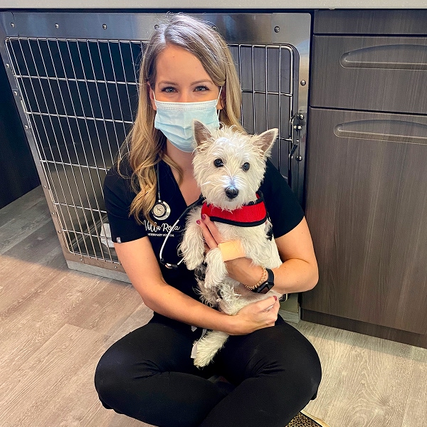 vet with dog