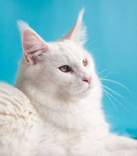 white cat