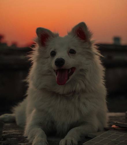 white-dog-sitting-on-table