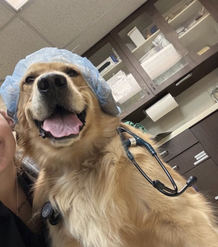 Veterinary Surgery