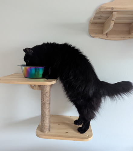black cat