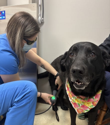 Laser Therapy